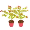 Træ^Japansk ahorn - Sæt med 2 - Acer palmatum 'Moonrise' - Højde 40-50cm - ⌀19cm