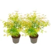 Japansk ahorn - Sæt med 2 - Acer palmatum 'Orange Lace' - Højde 60-70cm - ⌀19cm Træ