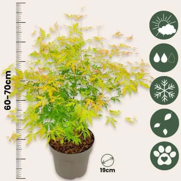 Japansk ahorn - Sæt med 2 - Acer palmatum 'Orange Lace' - Højde 60-70cm - ⌀19cm Træ