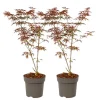 Træ^Japansk ahorn - Sæt med 2 - Acer palmatum 'Starfish' - Højde 60-70cm - ⌀19cm