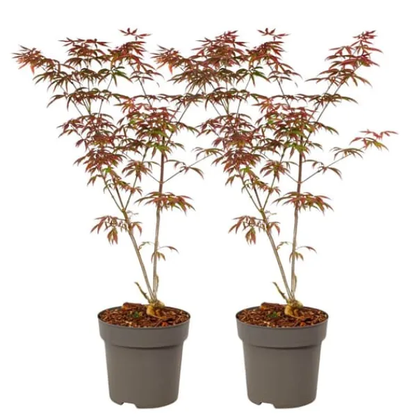 Træ^Japansk ahorn - Sæt med 2 - Acer palmatum 'Starfish' - Højde 60-70cm - ⌀19cm