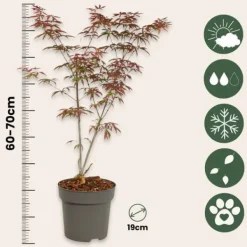 Træ^Japansk ahorn - Sæt med 2 - Acer palmatum 'Starfish' - Højde 60-70cm - ⌀19cm