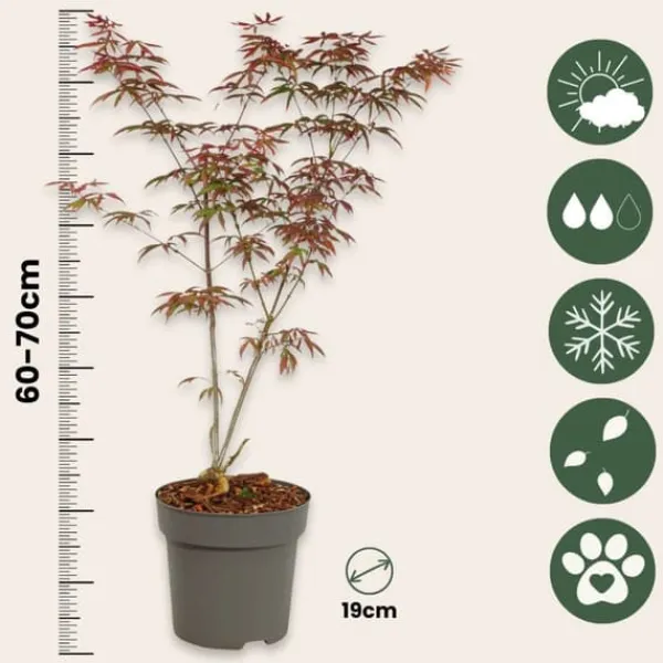 Træ^Japansk ahorn - Sæt med 2 - Acer palmatum 'Starfish' - Højde 60-70cm - ⌀19cm