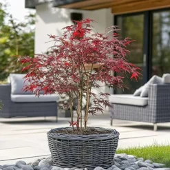 Træ^Japansk ahorn - Sæt med 2 - Acer palmatum 'Starfish' - Højde 60-70cm - ⌀19cm