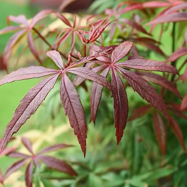 Træ^Japansk ahorn - Sæt med 2 - Acer palmatum 'Starfish' - Højde 60-70cm - ⌀19cm
