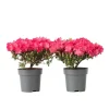 Outlet Japansk Azalea - Sæt med 2 - Rhododendron 'Anouk' - Højde 25-40cm - ⌀17cm Buskads