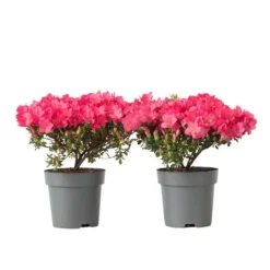 Outlet Japansk Azalea - Sæt med 2 - Rhododendron 'Anouk' - Højde 25-40cm - ⌀17cm Buskads