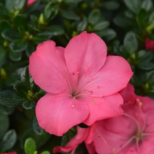 Outlet Japansk Azalea - Sæt med 2 - Rhododendron 'Anouk' - Højde 25-40cm - ⌀17cm Buskads