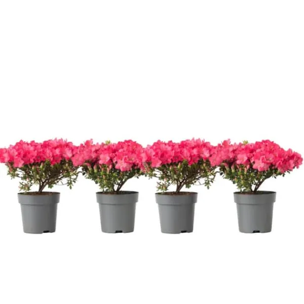 Outlet Japansk Azalea - Sæt med 4 - Rhododendron 'Anouk' - Højde 25-40cm - ⌀17cm Buskads