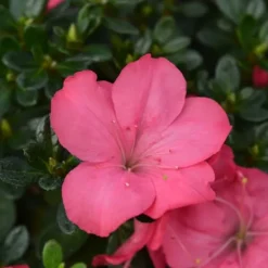 Outlet Japansk Azalea - Sæt med 4 - Rhododendron 'Anouk' - Højde 25-40cm - ⌀17cm Buskads