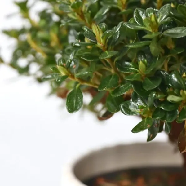 Outlet Japansk Azalea - Sæt med 4 - Rhododendron 'Anouk' - Højde 25-40cm - ⌀17cm Buskads