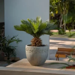 Outlet Japansk koglepalme - Cycas revoluta - Højde 45-60cm - ⌀15cm Krukkeplanter Indendørs