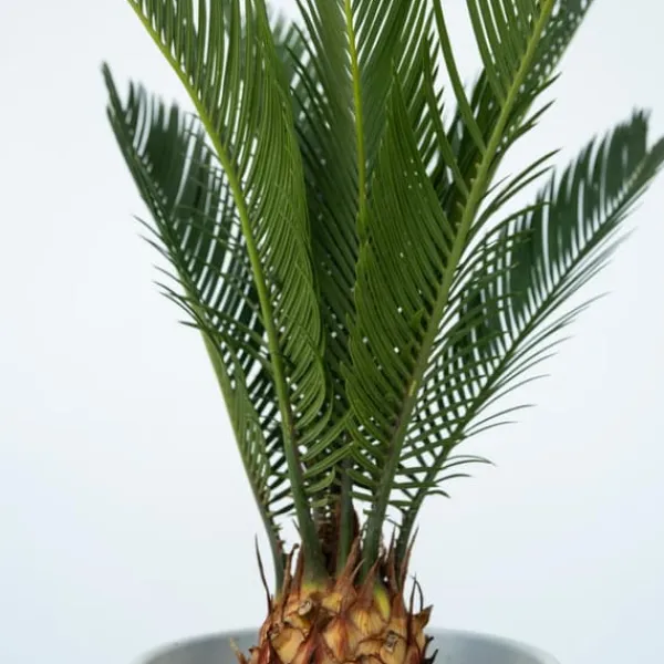 Outlet Japansk koglepalme - Cycas revoluta - Højde 45-60cm - ⌀15cm Krukkeplanter Indendørs