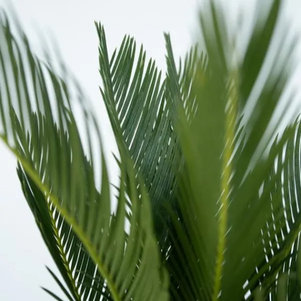 Outlet Japansk koglepalme - Cycas revoluta - Højde 45-60cm - ⌀15cm Krukkeplanter Indendørs