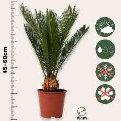 Krukkeplanter Indendørs^Japansk koglepalme - Sæt med 2 - Cycas revoluta - Højde 45-60cm - ⌀15cm