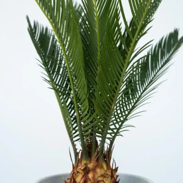 Krukkeplanter Indendørs^Japansk koglepalme - Sæt med 2 - Cycas revoluta - Højde 45-60cm - ⌀15cm