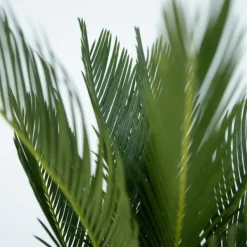 Krukkeplanter Indendørs^Japansk koglepalme - Sæt med 2 - Cycas revoluta - Højde 45-60cm - ⌀15cm