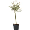 Haveplanter^Japansk pil - Salix integra 'Flamingo' - Højde 60-80cm - Potte 17cm
