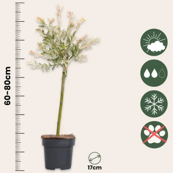 Træ^Japansk pil - Sæt med 2 - Salix integra 'Flamingo' - Højde 60-80cm - ⌀17cm