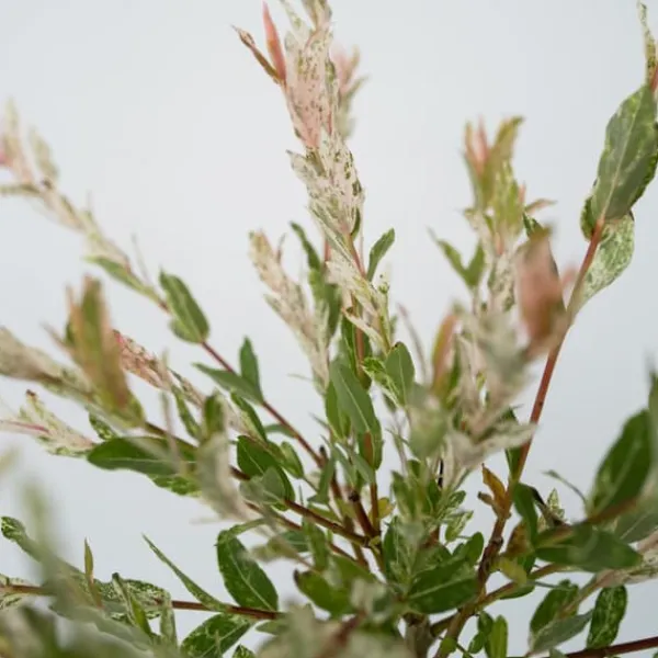 Træ^Japansk pil - Sæt med 2 - Salix integra 'Flamingo' - Højde 60-80cm - ⌀17cm