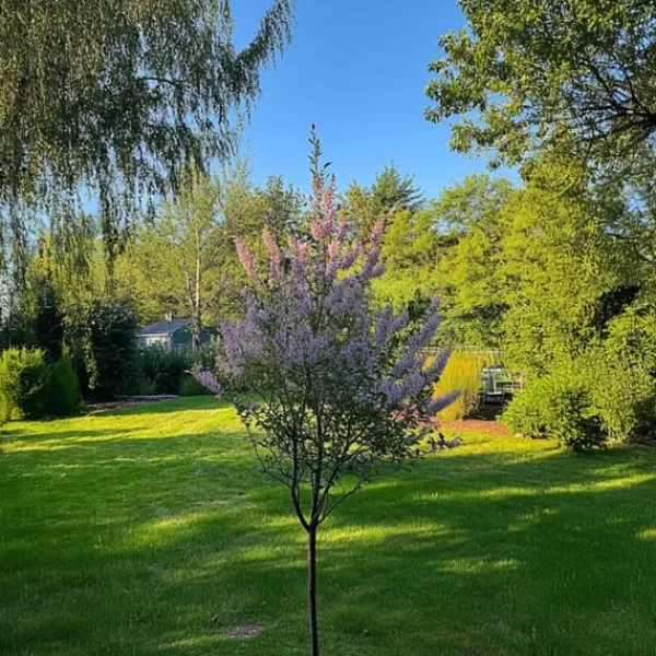 Outlet Japansk pil - Sæt med 4 - Salix integra 'Flamingo' - Højde 60-80cm - ⌀17cm Træ