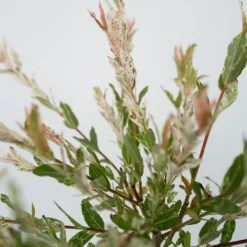 Outlet Japansk pil - Sæt med 4 - Salix integra 'Flamingo' - Højde 60-80cm - ⌀17cm Træ