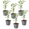 Krukkeplanter Indendørs^Jasmin - Sæt med 6 - Jasminum 'Summer Scent' - Højde 25-40cm - ⌀9cm