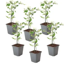 Krukkeplanter Indendørs^Jasmin - Sæt med 6 - Jasminum 'Summer Scent' - Højde 25-40cm - ⌀9cm