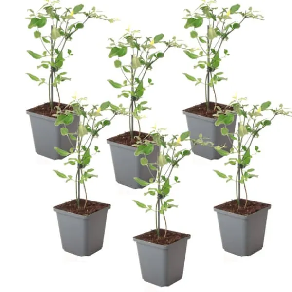 Krukkeplanter Indendørs^Jasmin - Sæt med 6 - Jasminum 'Summer Scent' - Højde 25-40cm - ⌀9cm