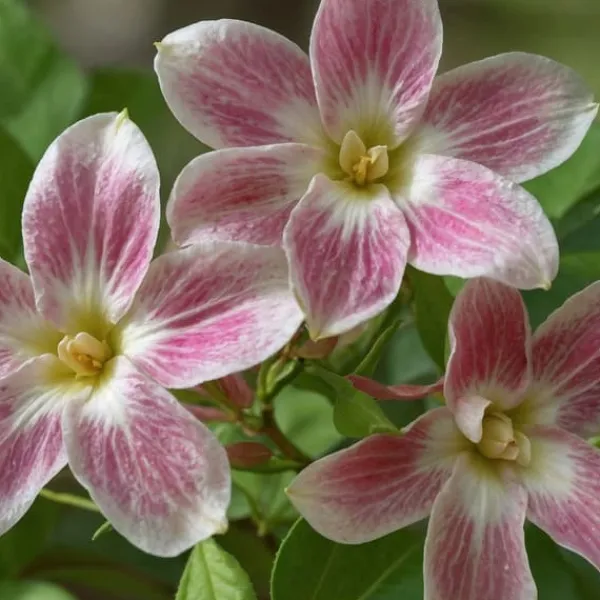 Krukkeplanter Indendørs^Jasmin - Sæt med 6 - Jasminum 'Summer Scent' - Højde 25-40cm - ⌀9cm