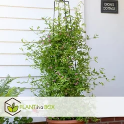 Krukkeplanter Indendørs^Jasmin - Sæt med 6 - Jasminum 'Summer Scent' - Højde 25-40cm - ⌀9cm