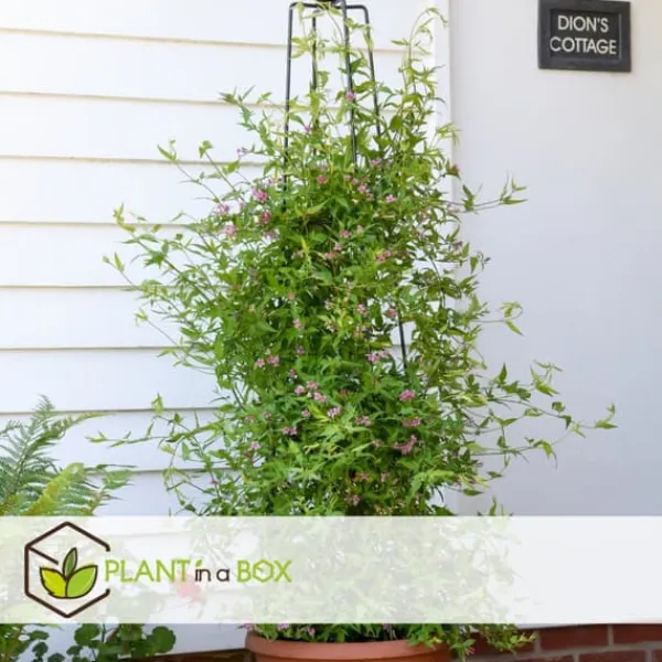 Krukkeplanter Indendørs^Jasmin - Sæt med 6 - Jasminum 'Summer Scent' - Højde 25-40cm - ⌀9cm