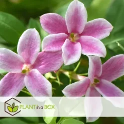 Krukkeplanter Indendørs^Jasmin - Sæt med 6 - Jasminum 'Summer Scent' - Højde 25-40cm - ⌀9cm