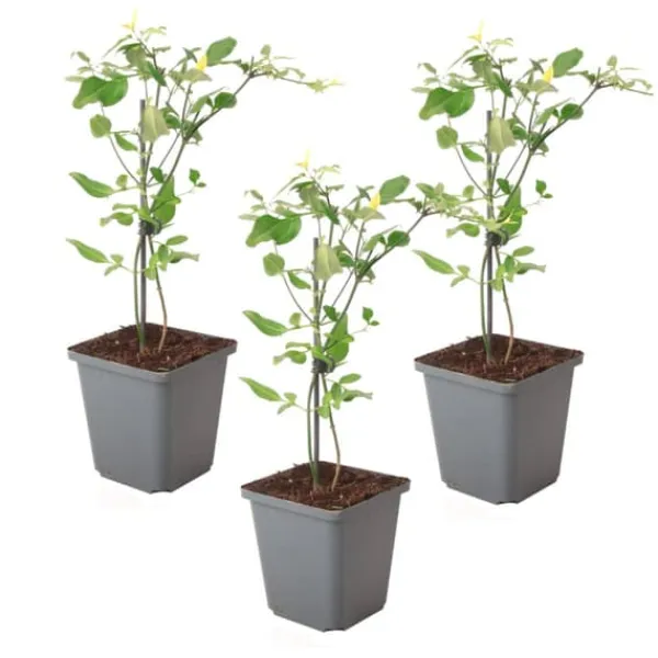 Jasmin - Sæt med 3 - Jasminum 'Summer Scent' - Højde 25-40cm - ⌀9cm Krukkeplanter Indendørs