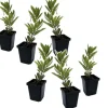 Clearance Jordbærtræ - Sæt med 6 - Arbutus 'Unedo' - Højde 25-40cm - ⌀9cm Haveplanter