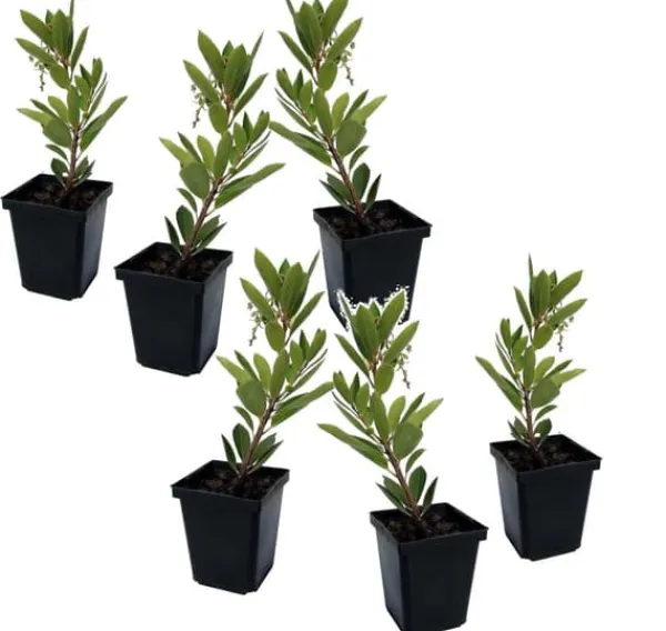 Clearance Jordbærtræ - Sæt med 6 - Arbutus 'Unedo' - Højde 25-40cm - ⌀9cm Haveplanter