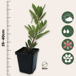 Clearance Jordbærtræ - Sæt med 6 - Arbutus 'Unedo' - Højde 25-40cm - ⌀9cm Haveplanter