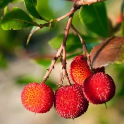 Clearance Jordbærtræ - Sæt med 6 - Arbutus 'Unedo' - Højde 25-40cm - ⌀9cm Haveplanter