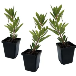 Jordbærtræ - Sæt med 3 - Arbutus 'Unedo' - Højde 25-40cm - ⌀9cm Træ