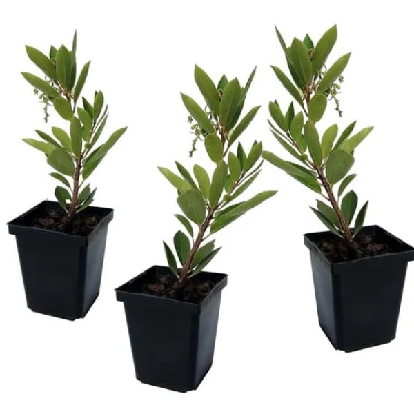 Jordbærtræ - Sæt med 3 - Arbutus 'Unedo' - Højde 25-40cm - ⌀9cm Træ