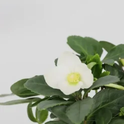 New Julerose - Sæt med 6 - Helleborus niger 'Mont Blanc' - Højde 20-30cm - ⌀12cm Blomster