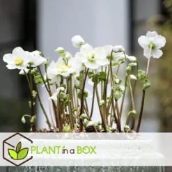 New Julerose - Sæt med 6 - Helleborus niger 'Mont Blanc' - Højde 20-30cm - ⌀12cm Blomster