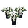 Krukkeplanter Indendørs^Julerose - Sæt med 3 - Helleborus niger 'Mont Blanc' - Højde 20-30cm - ⌀12cm
