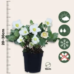 Krukkeplanter Indendørs^Julerose - Sæt med 3 - Helleborus niger 'Mont Blanc' - Højde 20-30cm - ⌀12cm