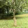Hot Juterulle 0,5x25 m 200 gsm - 100% naturlig jute til dekoration | Størrelse: 0,5x25 m Haveduge