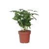 Discount Kaffetræ - Coffea arabica - Højde 25-40cm - ⌀12cm Krukkeplanter Indendørs