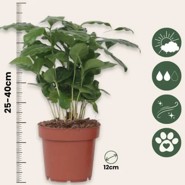 Discount Kaffetræ - Coffea arabica - Højde 25-40cm - ⌀12cm Krukkeplanter Indendørs