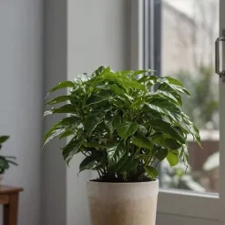 Discount Kaffetræ - Coffea arabica - Højde 25-40cm - ⌀12cm Krukkeplanter Indendørs