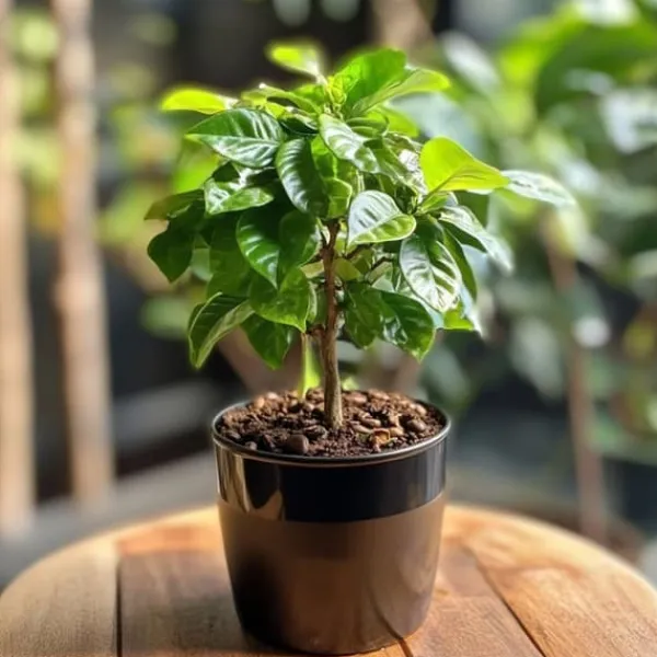 Discount Kaffetræ - Coffea arabica - Højde 25-40cm - ⌀12cm Krukkeplanter Indendørs