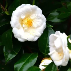 Buskads^Kamelia japansk rose - Camellia japonica 'Brush Field' - Højde 50-60cm - ⌀15cm